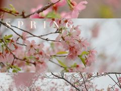 -天适樱花悠乐园