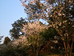 -临平公园(临平街道)