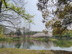 -上海共青森林公园