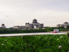 -莲花池公园