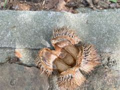 -上海佘山国家森林公园天马山园