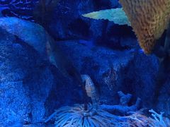 -悉尼海洋生物水族馆
