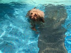 -汪说喵讲宠物乐园宠物酒店(红星美凯龙店)