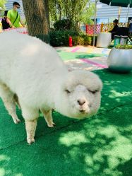 -萌宠亲子动物乐园(槐房万达店)