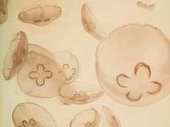 -沈阳海洋探索中心