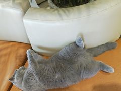 -藏猫猫咖啡主题馆(中央大道店)