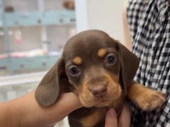 -萌宠之家·腊肠犬·马尔泰·小体犬舍