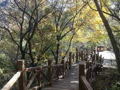 -大岭沟猕猴桃谷风景区