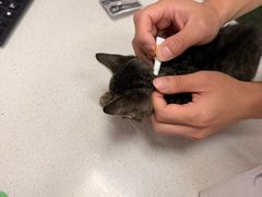 -瑞鹏宠物医院·骨科·猫科·内科(第一中心)