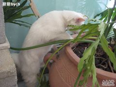 -Babycat私家御饼屋(龙头路一店)