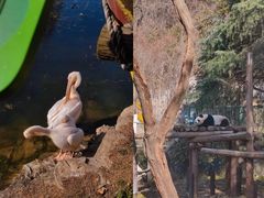 -红山森林动物园