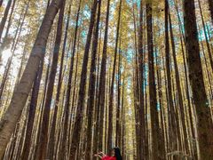 -山王坪喀斯特国家生态公园