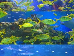 -海合安成都极地海洋公园