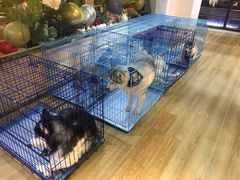 -Husky Go! 哈士奇体验馆·宠物咖啡厅狗咖