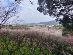 -香雪海