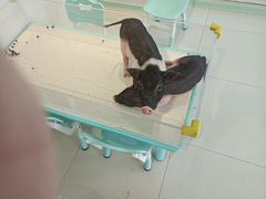 -怪兽屋·羊驼·猫咖·狗咖(俊华广场店)