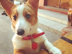 -百好乐宠物友好餐厅(朝外大街店)