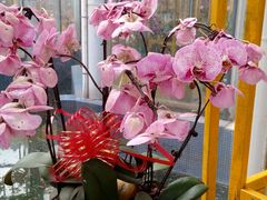 -松山湖梦幻百花洲