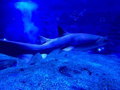 -成都浩海立方海洋公园