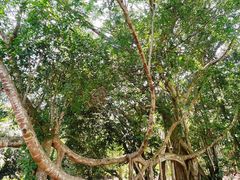 -中国科学院西双版纳热带植物园