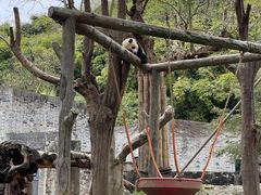 -都江堰中华大熊猫苑