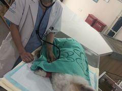 -谐和贝康宠物医院24小时·宠保定点(急重症转诊中心)