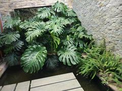 -兰纳泰式spa(古城店)