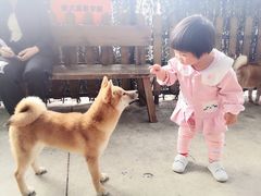 -柴犬高等学院·狗咖·柴犬售卖·宠物训练