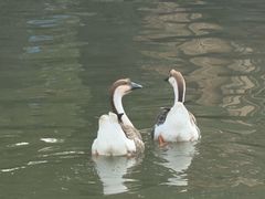 -海珠湖公园