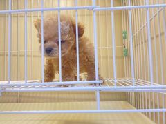 -宠爱多约克夏马尔济斯泰迪小型犬专卖