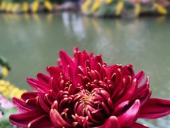 -杭州植物园