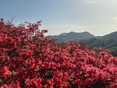 -大围山国家森林公园