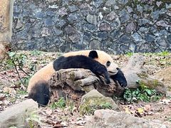 -都江堰中华大熊猫苑