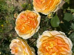 -鹅湖玫瑰文化园