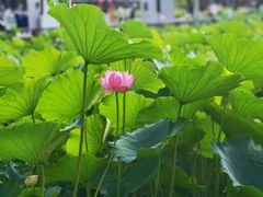 -四川大学(望江校区)
