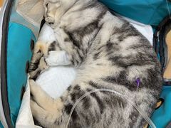 -美联众合动物医院·24h京西诊疗中心
