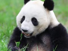-卧龙中华大熊猫苑神树坪基地