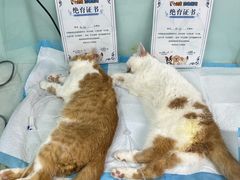 -达爱动物医院·犬猫分区·CT·复杂眼科(远洋山水分院)