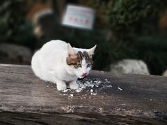 -龙华寺