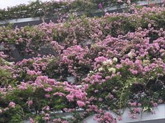 -深圳仙湖植物园