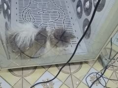 -皮特动物医院(24小时店)