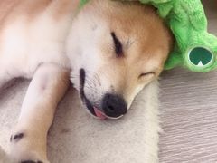 -浣熊柯尔鸭土拨鼠·电玩咖