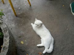 -喵屿·大理花园猫咖