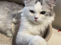 -怪兽屋·羊驼·猫咖·狗咖(俊华广场店)