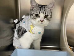 -艾贝尔宠物医院 ·内科全科(梁溪路店)