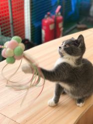 -萌宠亲子动物乐园(槐房万达店)