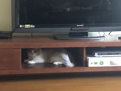 -Bastet sally猫舍购宠(静安店)