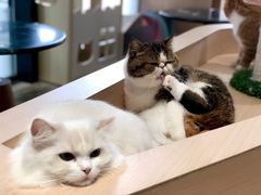 -瞄一喵猫咖(格力海岸店)