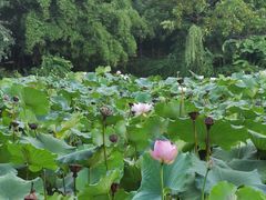 -龙头寺公园