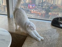 -Catmate·猫肥家润(金润铂宫店)